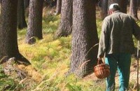 Сезон стартовал: трое жителей области попали в больницу, поев грибов