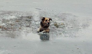 собака попала под лед