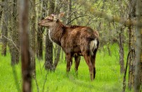 Запорожскому фотографу удалось близко подобраться к оленям, живущим на Хортице