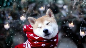 dog-snow-wallpaper-1