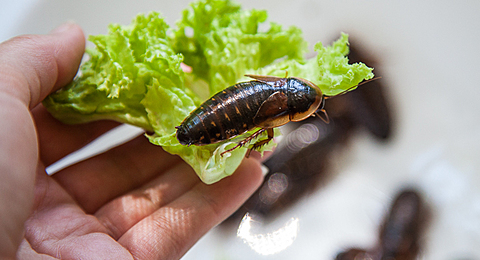 Запорожанка выращивает насекомых, личинки которых покупают спортсмены и подают на фестивалях еды (Фото)