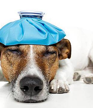  В Запорожье эпидемия чумы или зачем вакцинировать собак