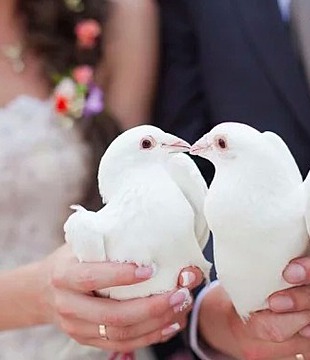 Куда деваются после свадьбы голуби и почему нужно отказаться от этой традиции