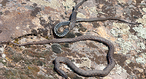 Какие виды змей живут на Хортице и есть ли среди них опасные