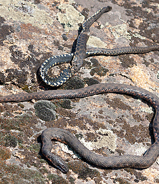 Какие виды змей живут на Хортице и есть ли среди них опасные