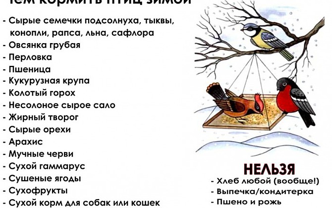 В Синичкин день петербуржцам напомнили, чем можно кормить птиц