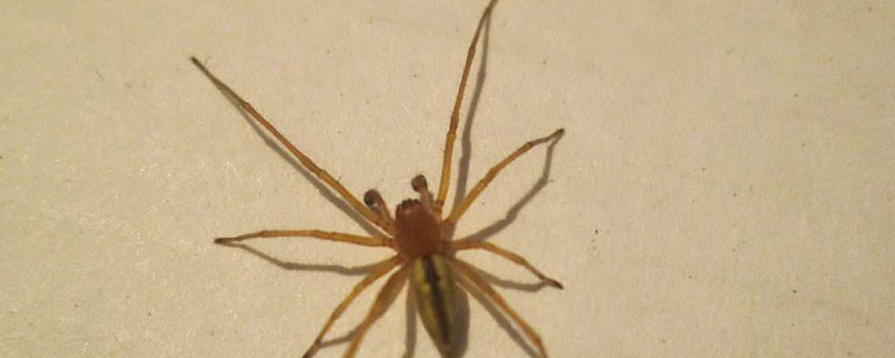 За неделю двое жителей Запорожской области пострадали от укусов паука
