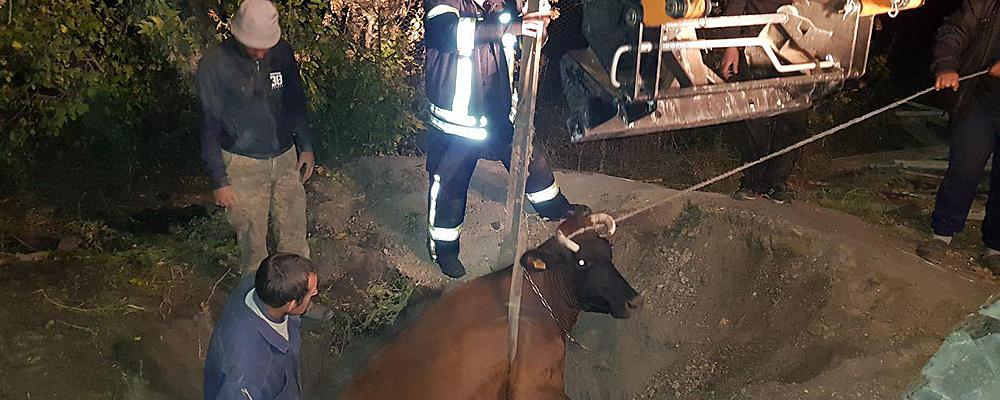 В запорожском селе корова провалилась в двухметровую яму (ФОТО) 