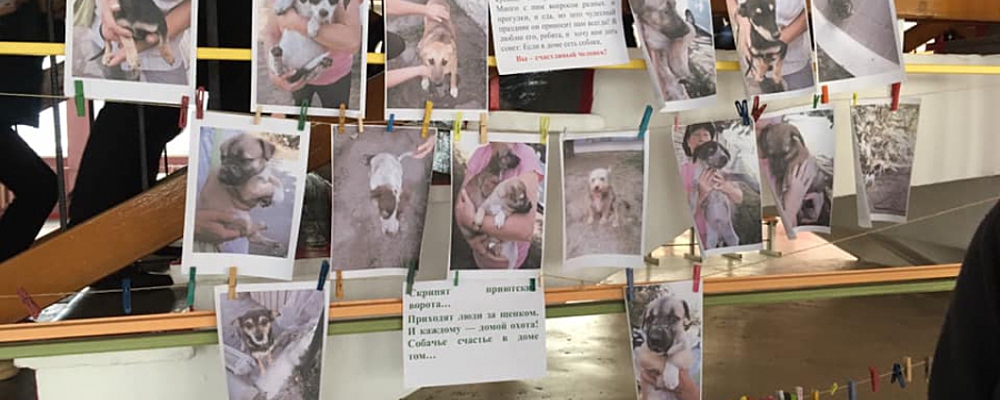 Мелитопольские школьники устроили гаражную распродажу ради помощи животным