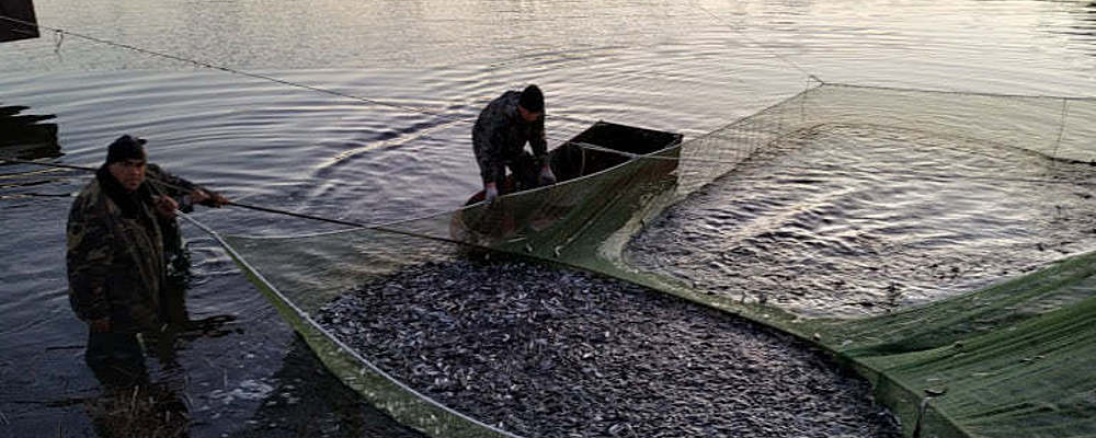 В запорожские водоемы выпустили 200 тысяч особей молодой рыбы (Фото)