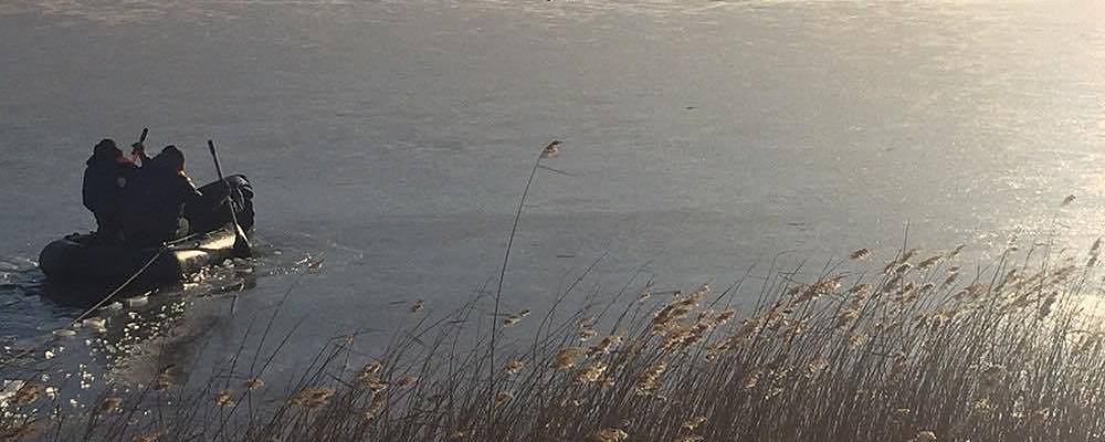 На замерзшем пруду в Запорожской области застряла стая лебедей