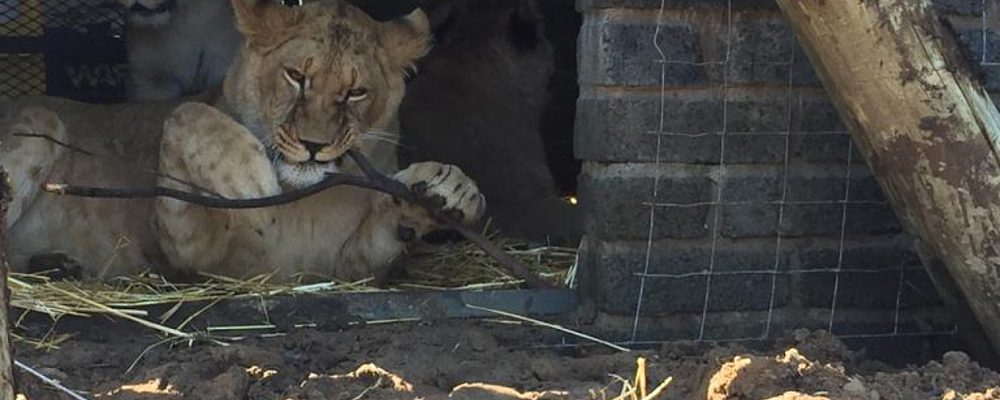 Освоились: как бердянские львы чувствуют себя в африканском заповеднике (Фото)