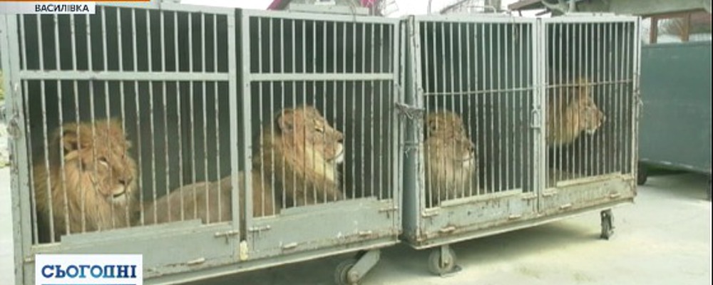 Шестерых цирковых львов передали в реабилитационный центр под Запорожьем