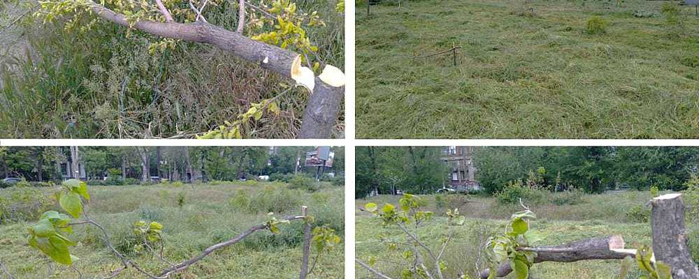 В многострадальном парке напротив "Украины" сломали молодые деревья