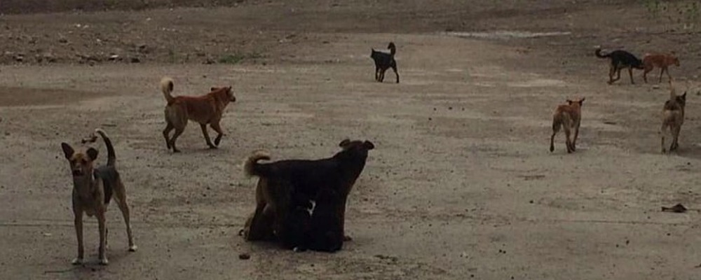 На Кичкасе расстреляли стаю собак