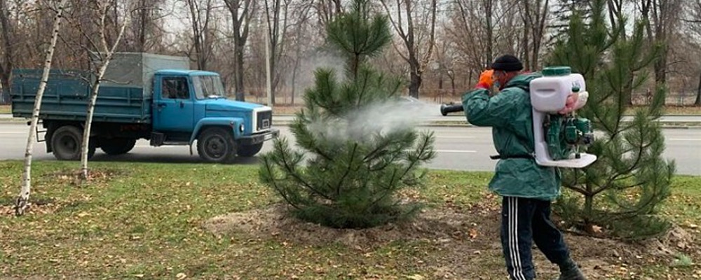 В Запорожье коммунальщики обрабатывают елки спецраствором от вандалов