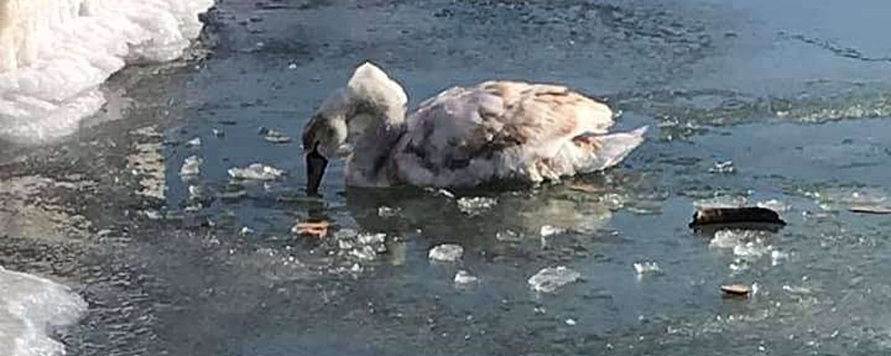 В Приморске лебедь примерз ко льду
