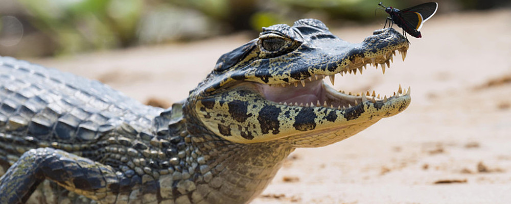 В Кирилловке на берегу моря обнаружили мертвого крокодила - Фото