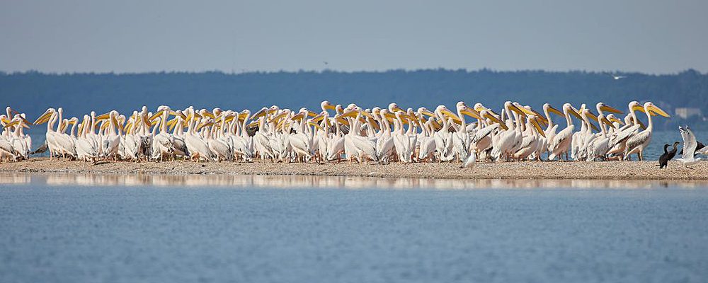 На Молочном лимане засняли стаю розовых пеликанов