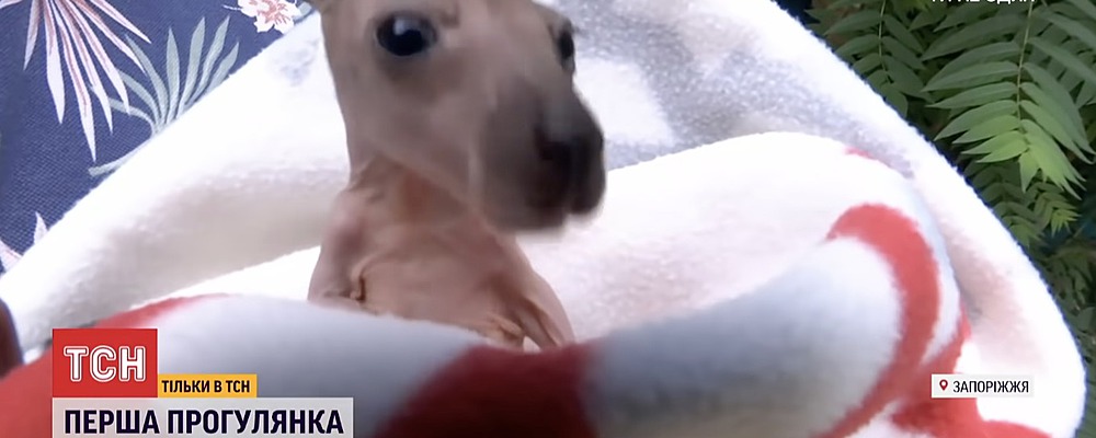 В бердянском зоопарке выхаживают кенгуренка: его мама погибла при грозе (Видео)