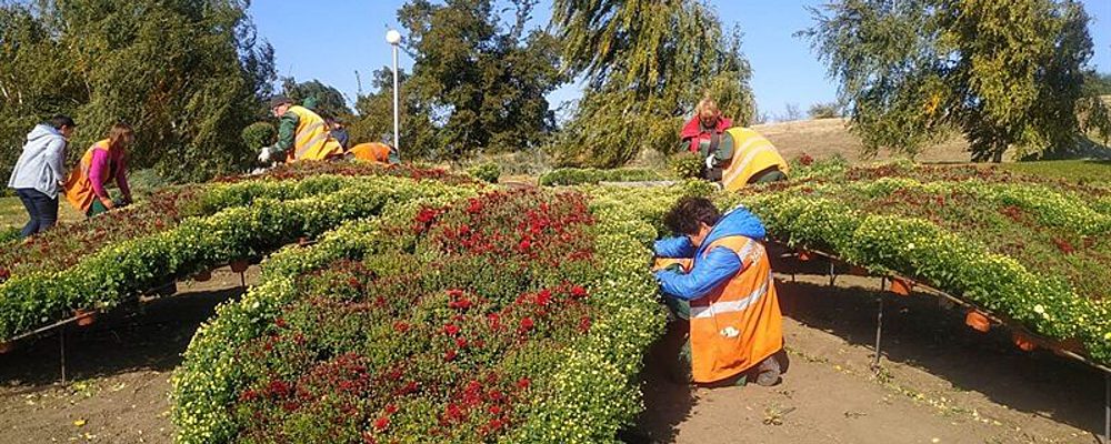 В запорожском парке высаживают масштабный 3D-цветок ко Дню города