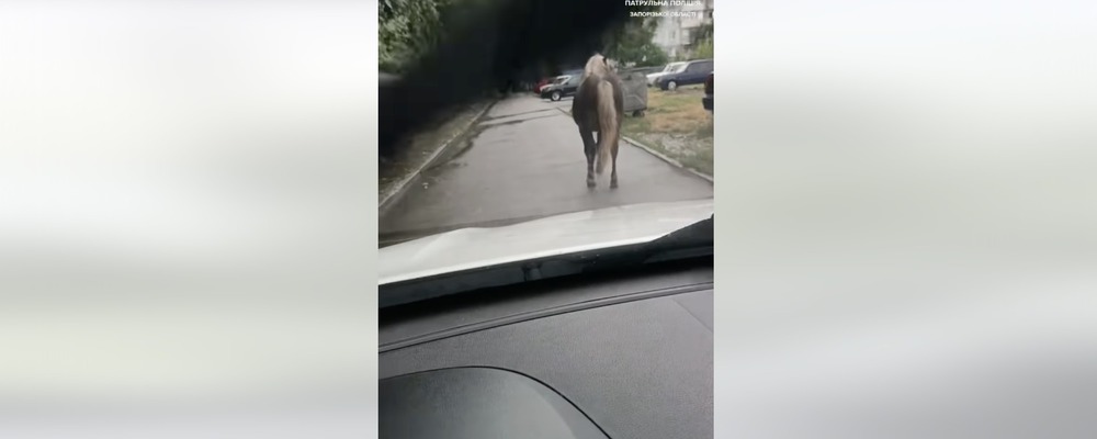 Запорізькі патрульні спіймали коня, який втік з контактного зоопарку