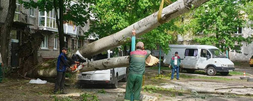 В Запоріжжі через негоду звалило майже 500 дерев