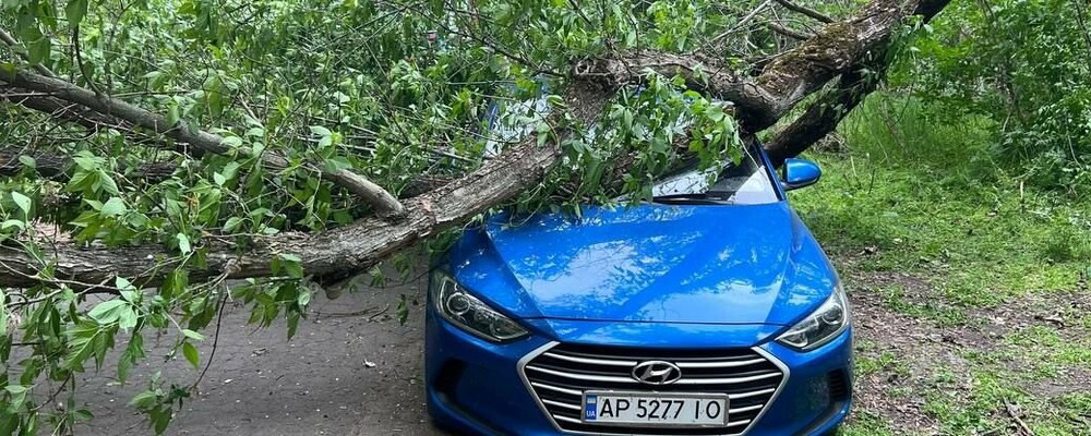 В Запоріжжі через сильний вітер дерево впало на авто
