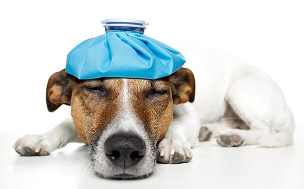 Уроки доброты: В Запорожье эпидемия чумы или зачем вакцинировать собак